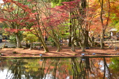 池に映える紅葉