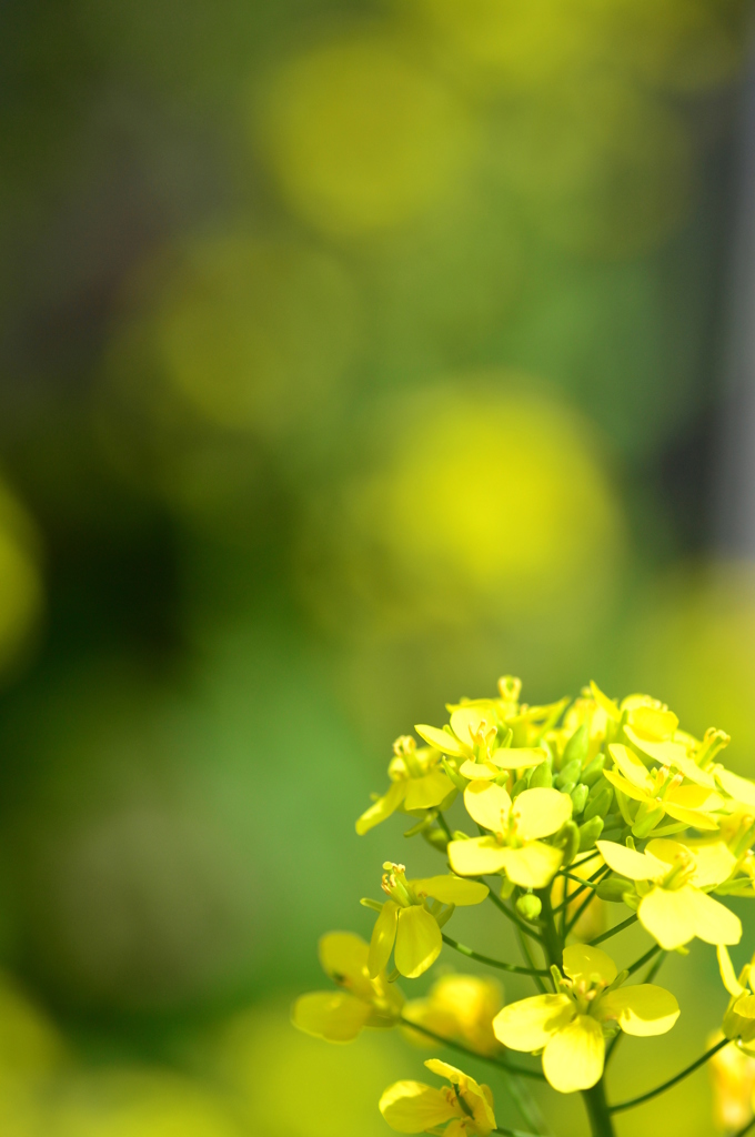 菜の花