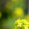 菜の花