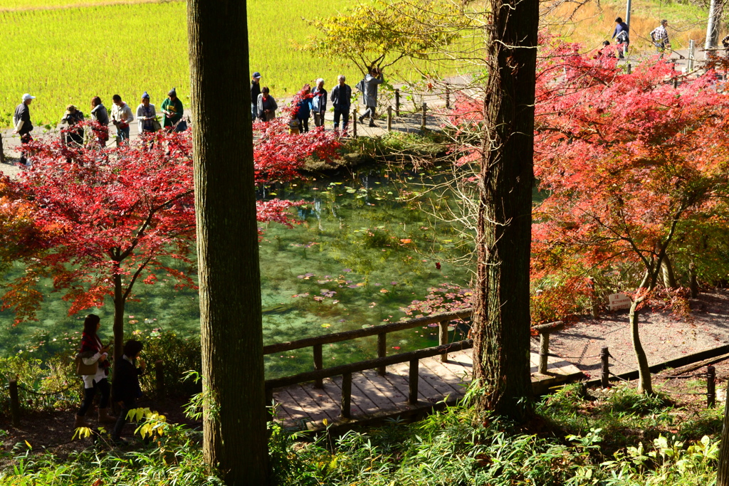 紅葉のモネの池