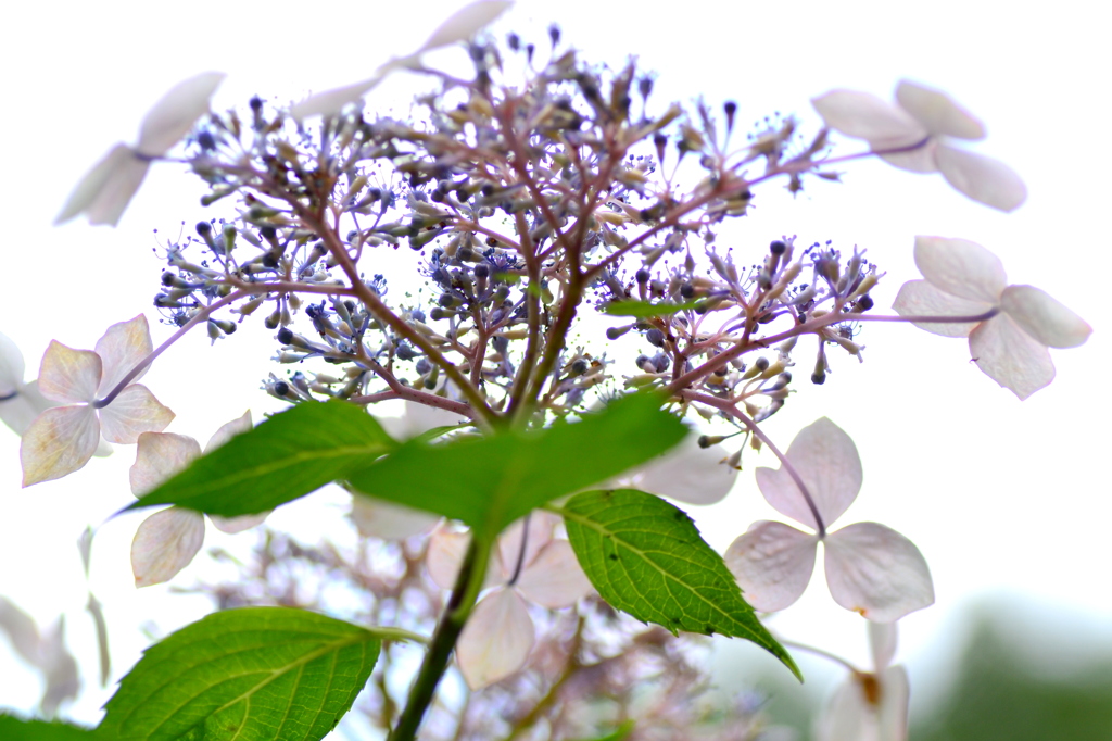 紫陽花⑥　見上げて…