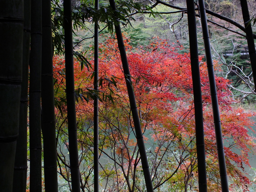 竹林の間から