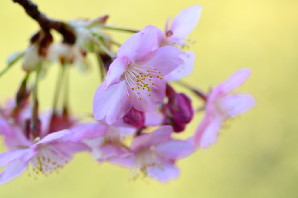 河津桜　②