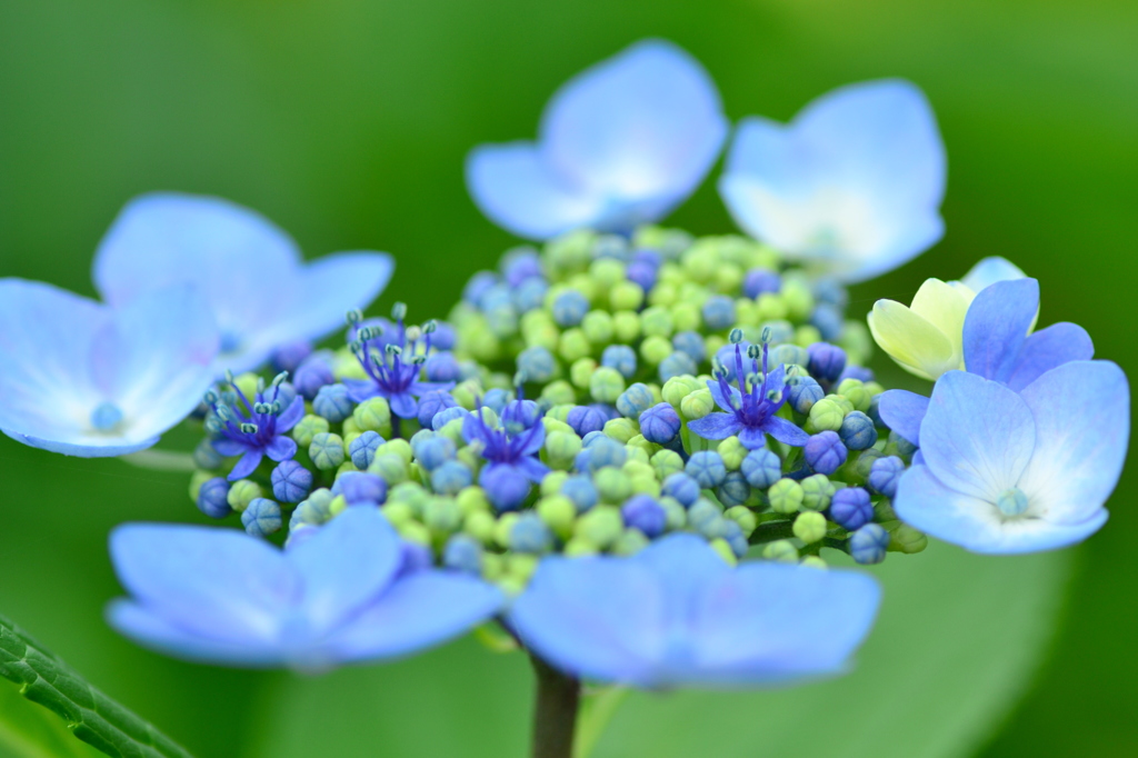 紫陽花②　涼やか