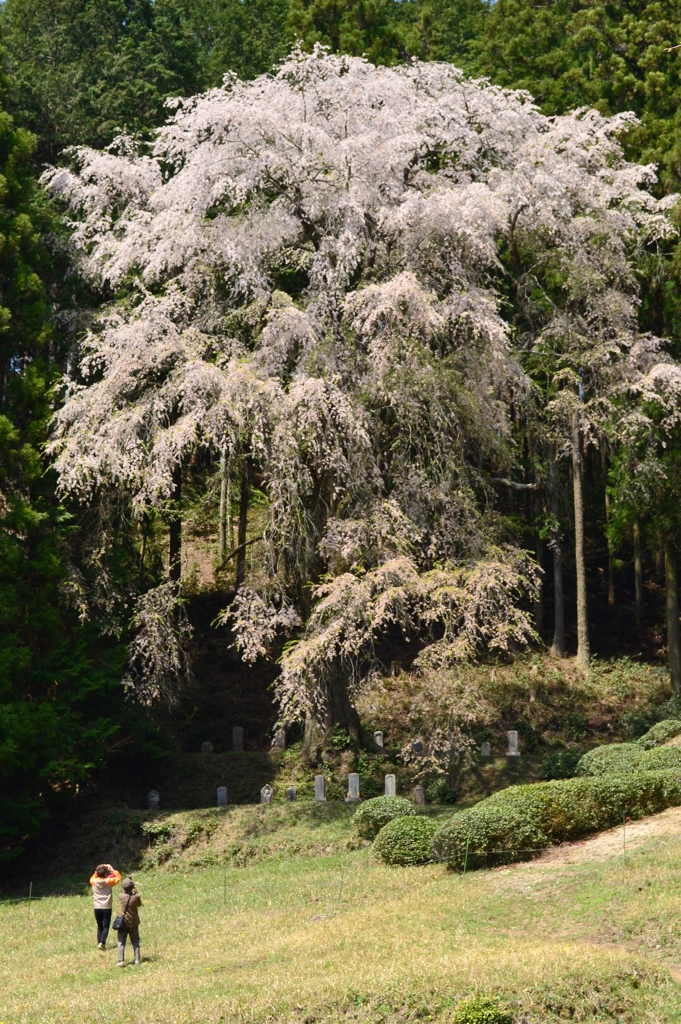 ひよもの枝垂れ桜