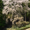 ひよもの枝垂れ桜