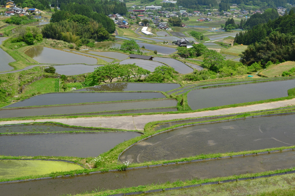 水を張った棚田