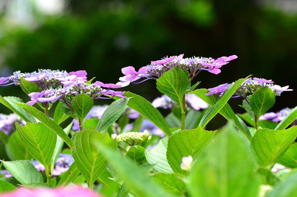 紫陽花③　凛として