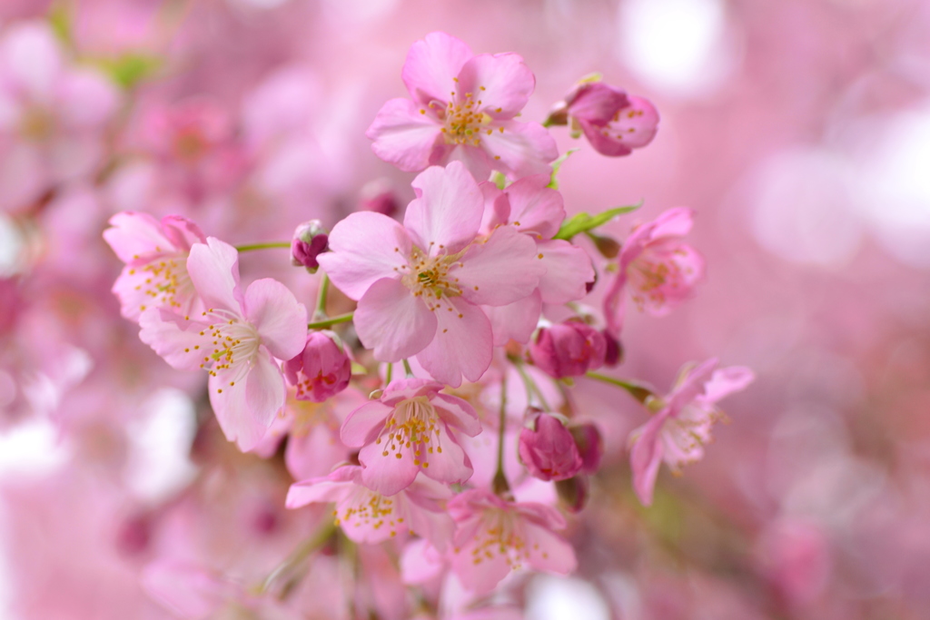 遅めの河津桜