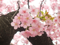 河津桜