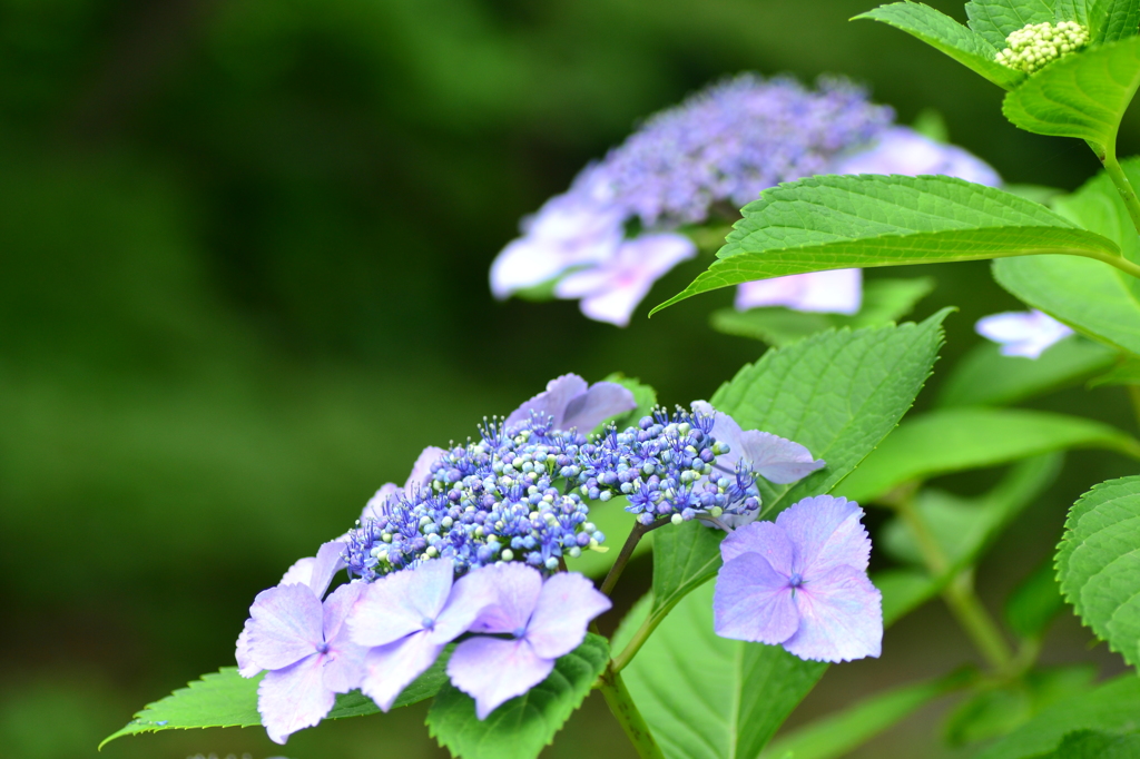 紫陽花⑤　爽やか