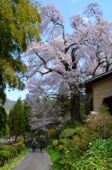 新田（しんでん）の桜