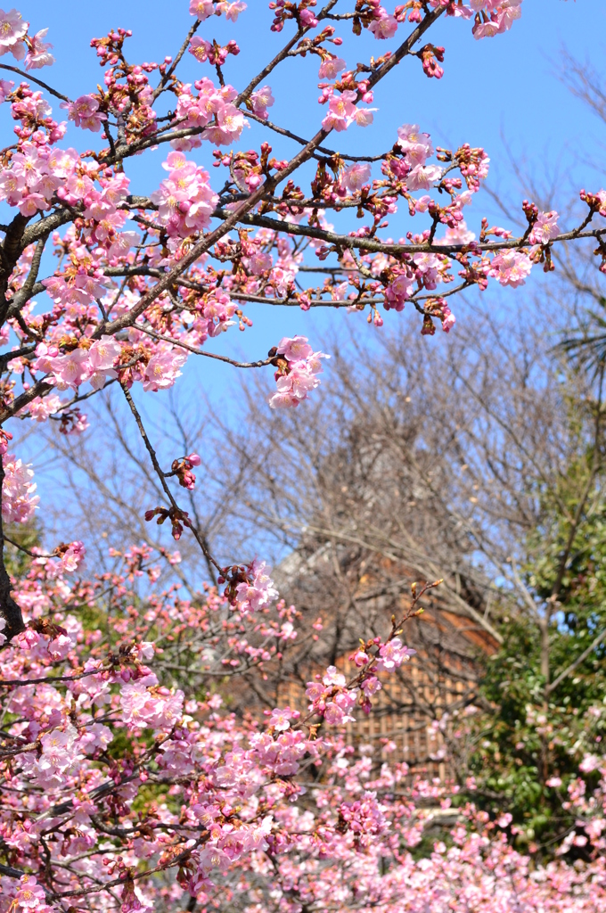 河津桜　③