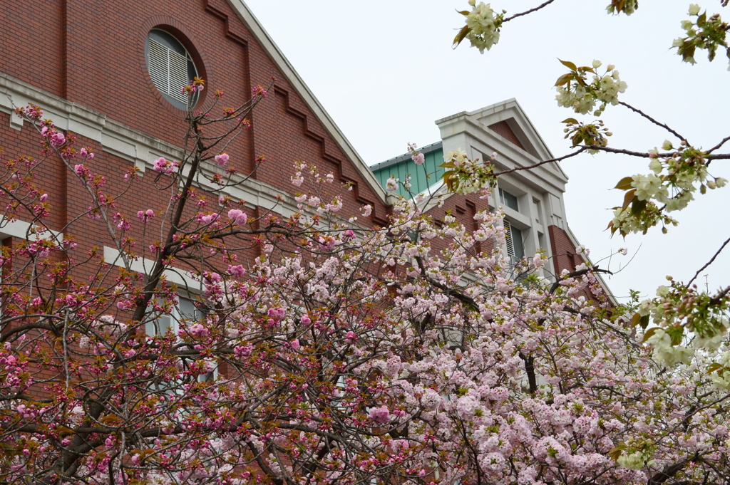 大阪造幣局　桜の通り抜け