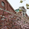 大阪造幣局　桜の通り抜け