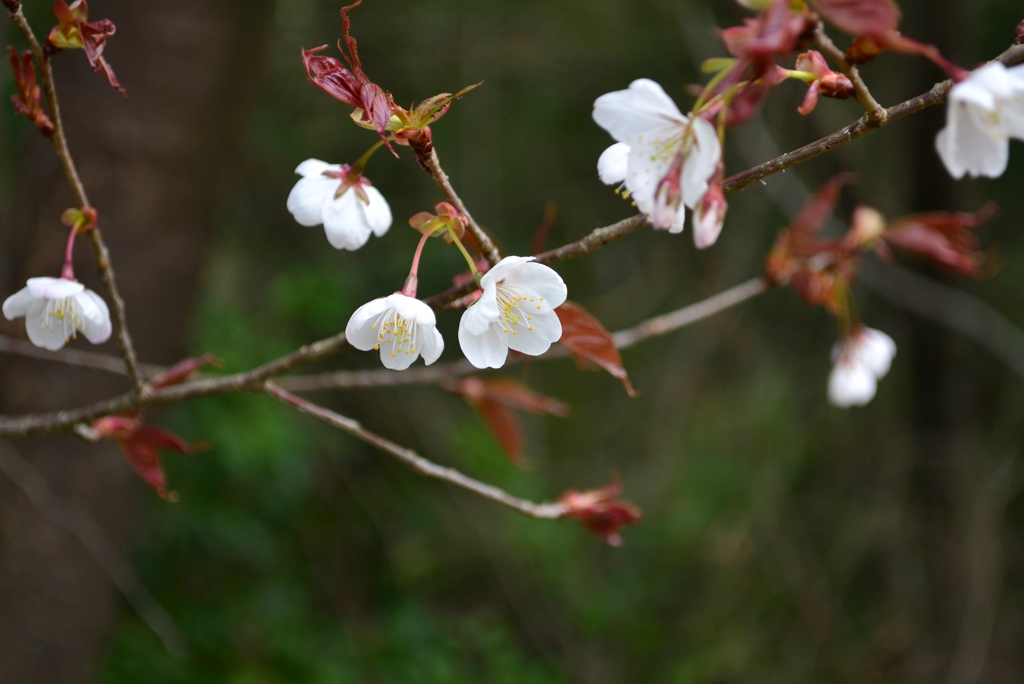 山桜