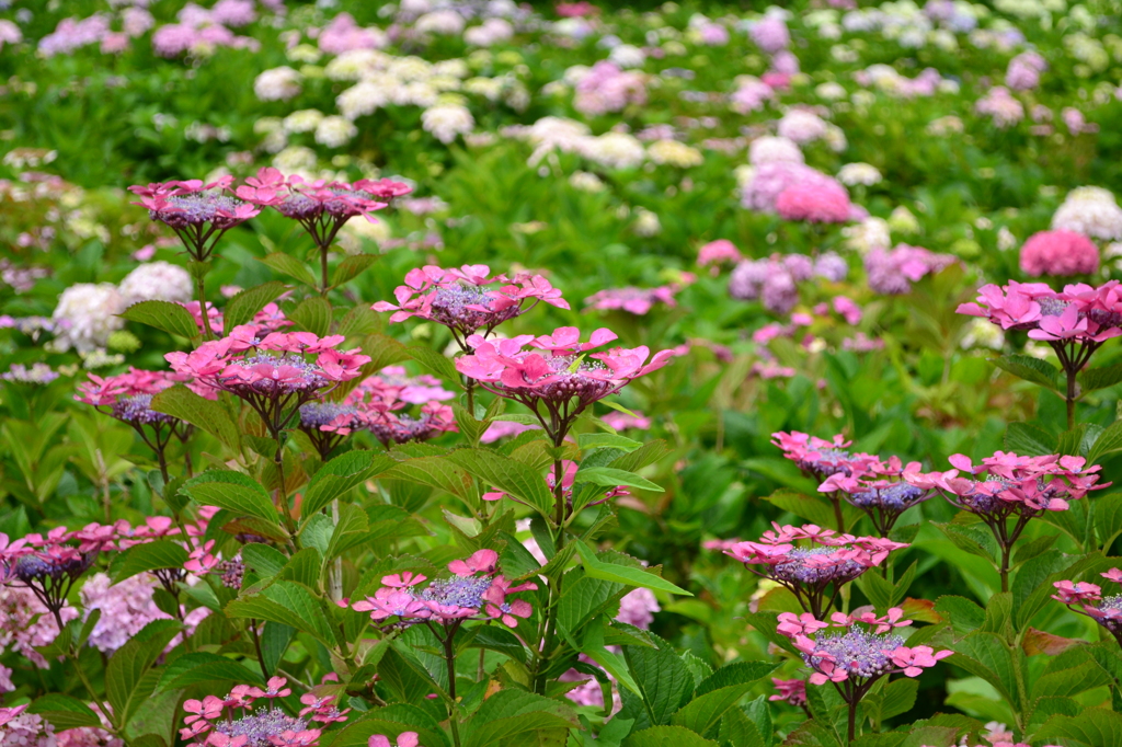 紫陽花⑫　お花畑