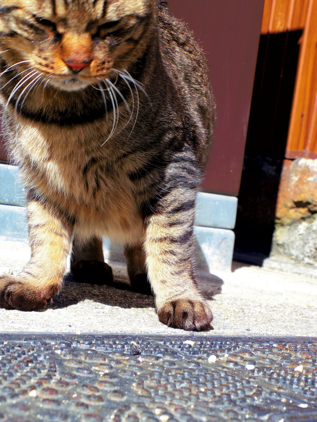 見つめる小石。