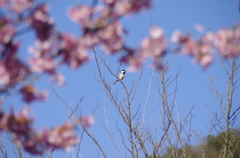 桜鳥。