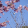 桜鳥。