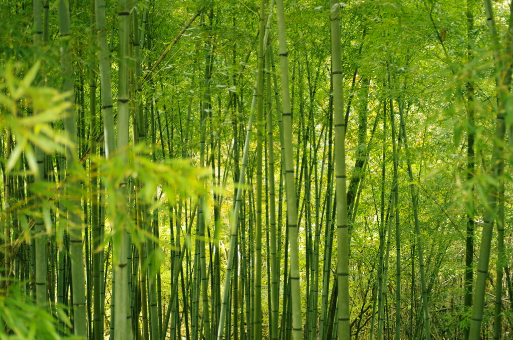若竹林