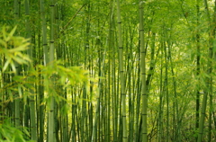 若竹林