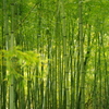 若竹林
