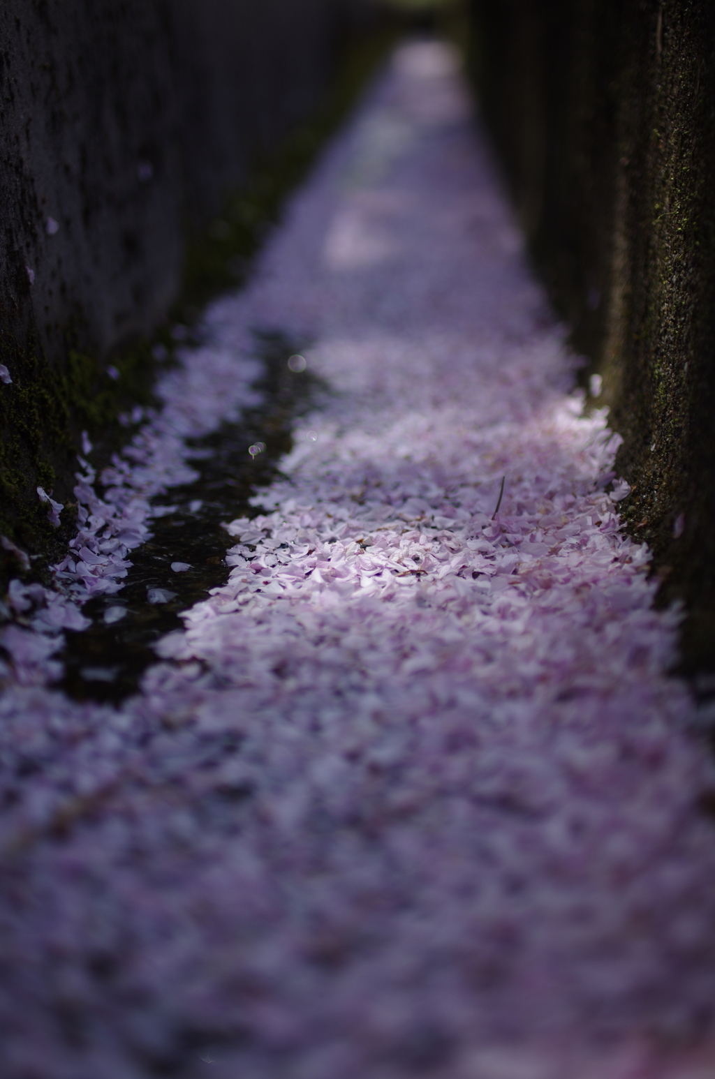 去りゆく春。