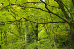 秋の居残り組