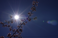 後光桜。