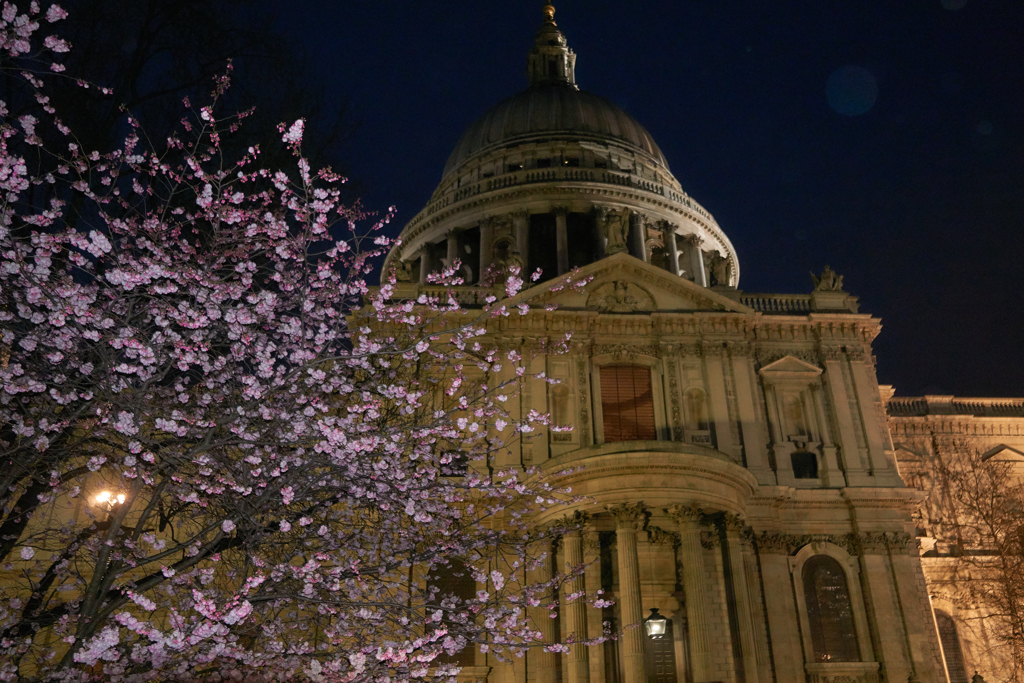 セントポールと桜