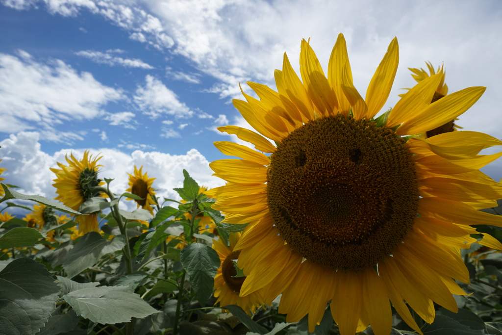 Smile