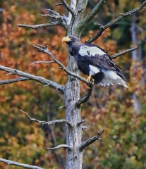 オオワシのおばあちゃん