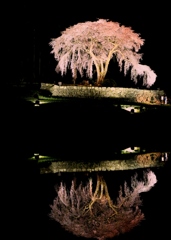 水戸野のしだれ桜