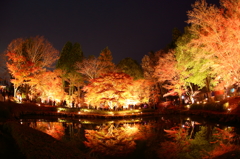 さかさもみじ～曾木公園
