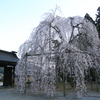 永養寺のシダレ桜