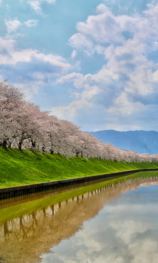 桜並木