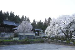 永養寺のシダレ桜と淡墨桜