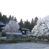 永養寺のシダレ桜と淡墨桜