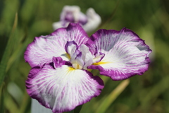 花菖蒲