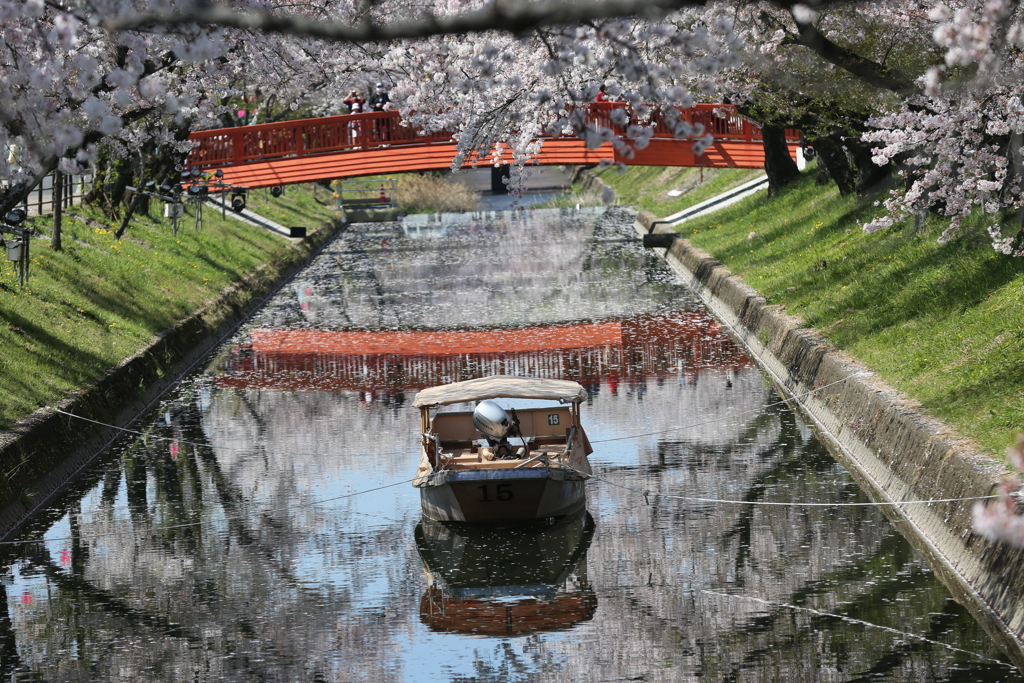 五条川の桜並木