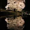 苗代桜