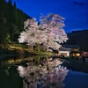 苗代桜