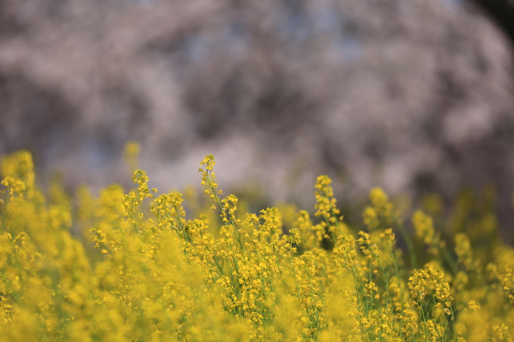 菜の花