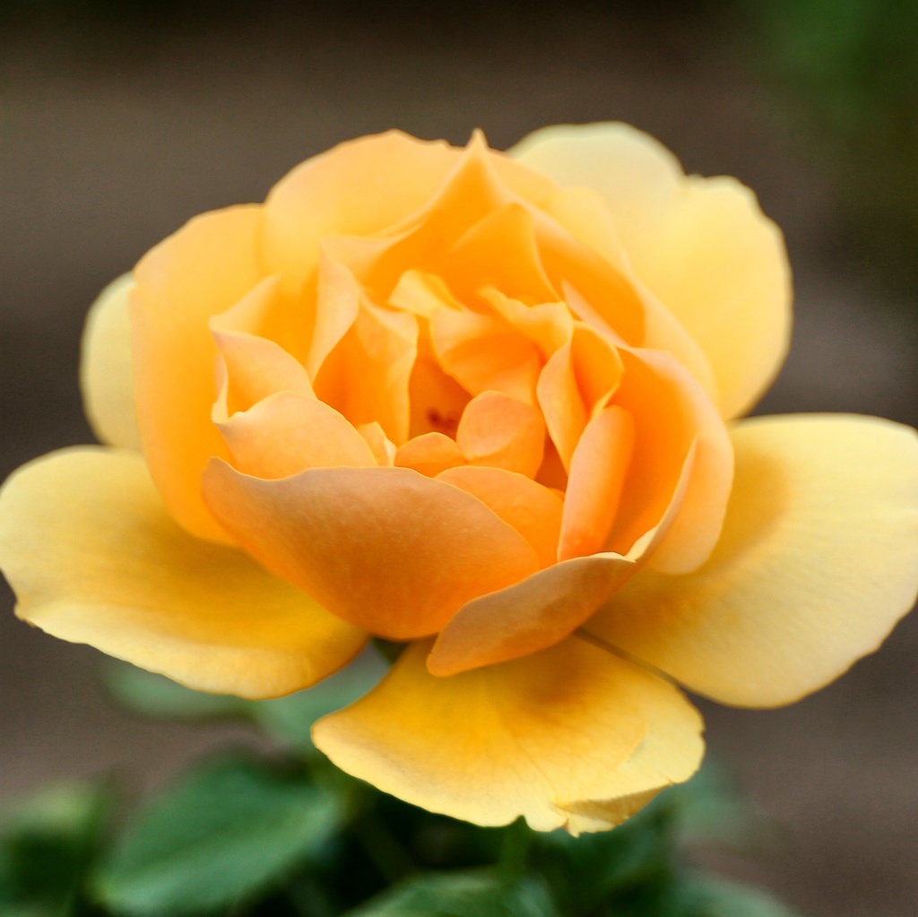 黄色い薔薇