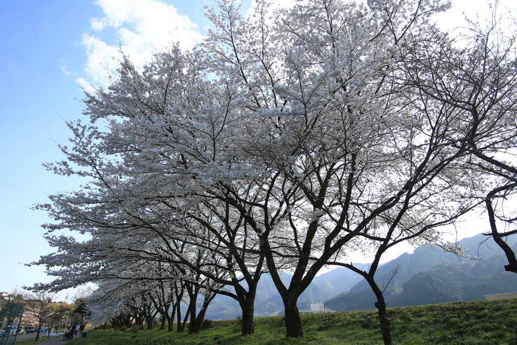 飛騨川公園の桜