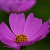 コスモス