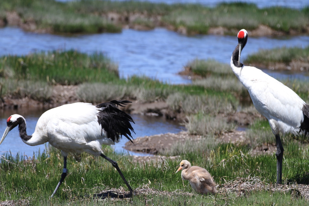 タンチョウツルの親子