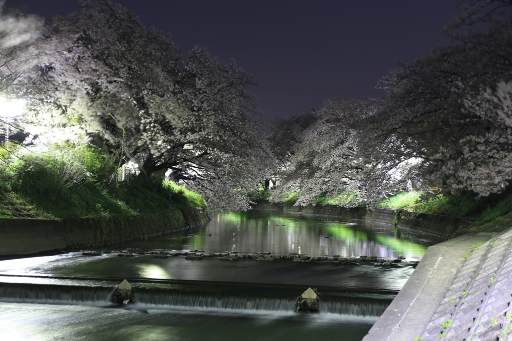 夜桜