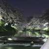 夜桜